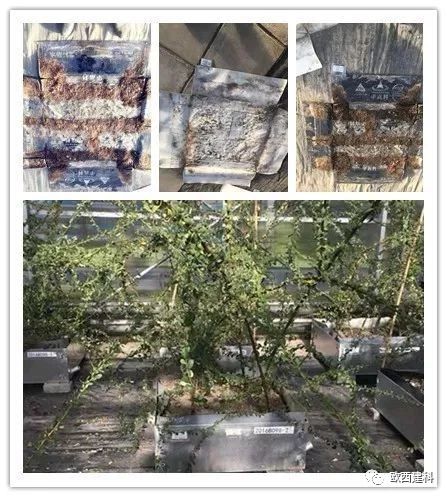 【喜大普奔】歐西建科耐根穿刺防水卷材順利通過北京園林所檢測！